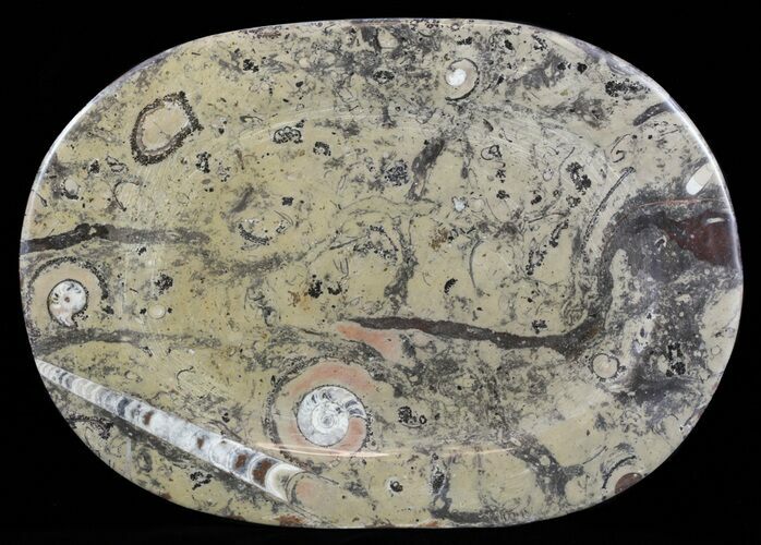 / Fossil Orthoceras & Goniatite Plate - Stoneware #58566